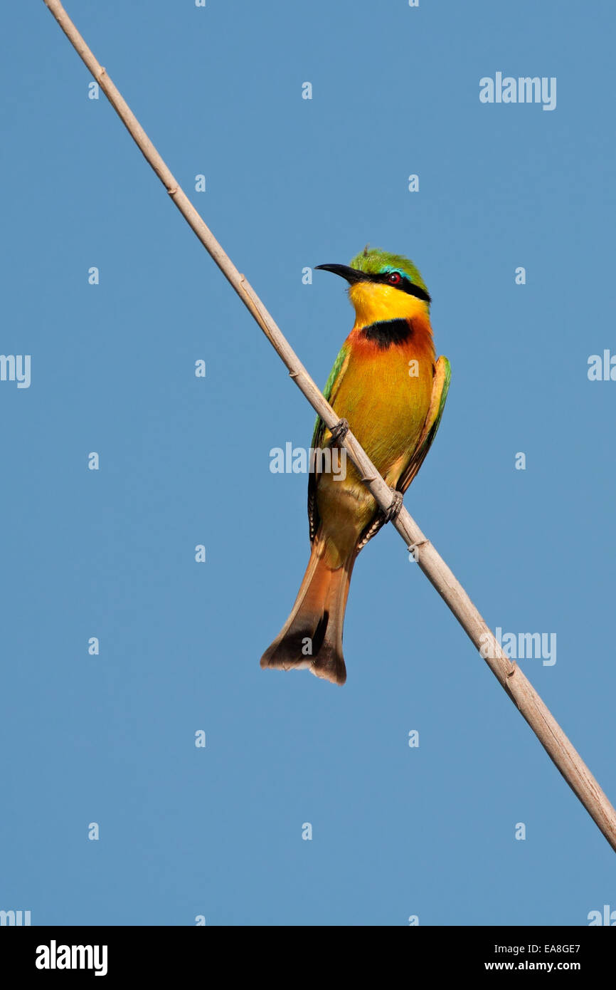 A little bee-eater (Merops pusillis) perched on a branch, southern Africa Stock Photo