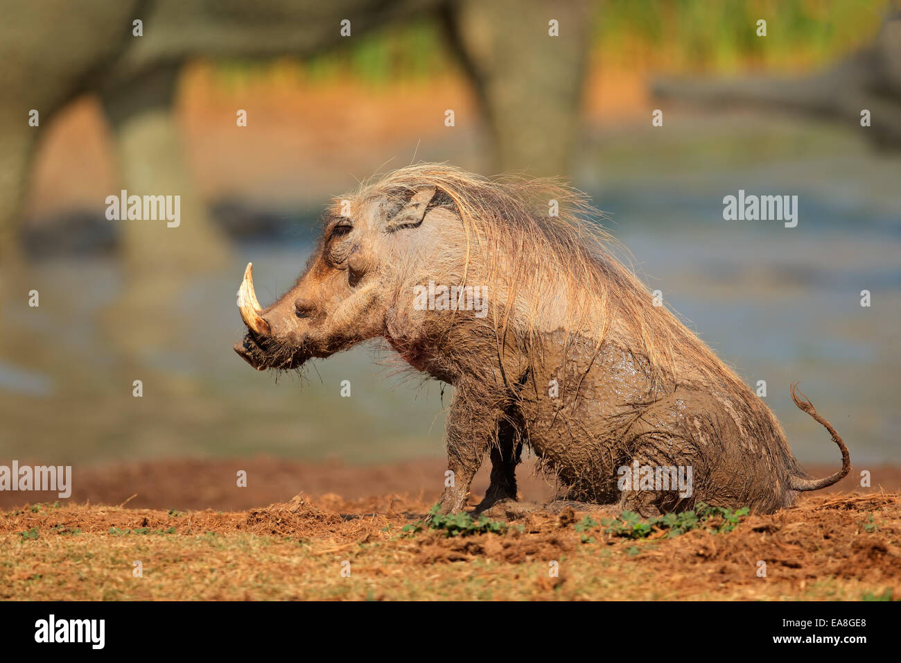 Mud covered warthog (Phacochoerus africanus) at a waterhole, South Africa Stock Photo