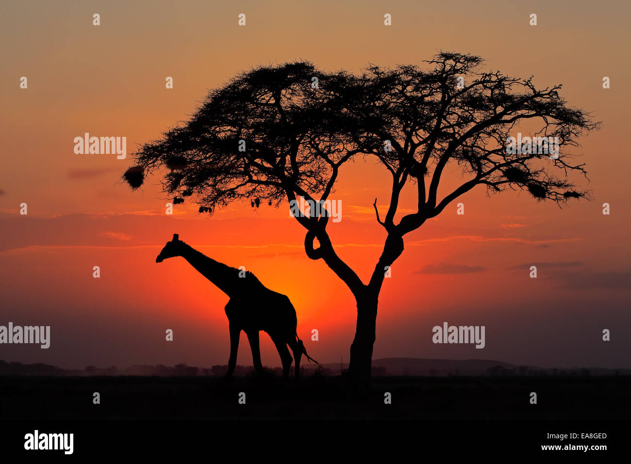 Red sunset with silhouetted African Acacia tree and a giraffe, Kenya Stock Photo