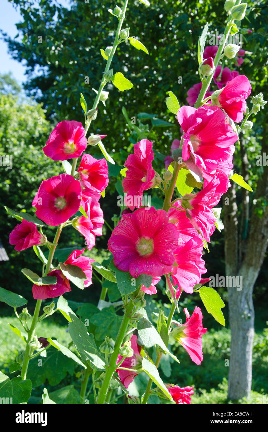 beautiful pink hollyhock Alcea rosea in summer garden Stock Photo - Alamy
