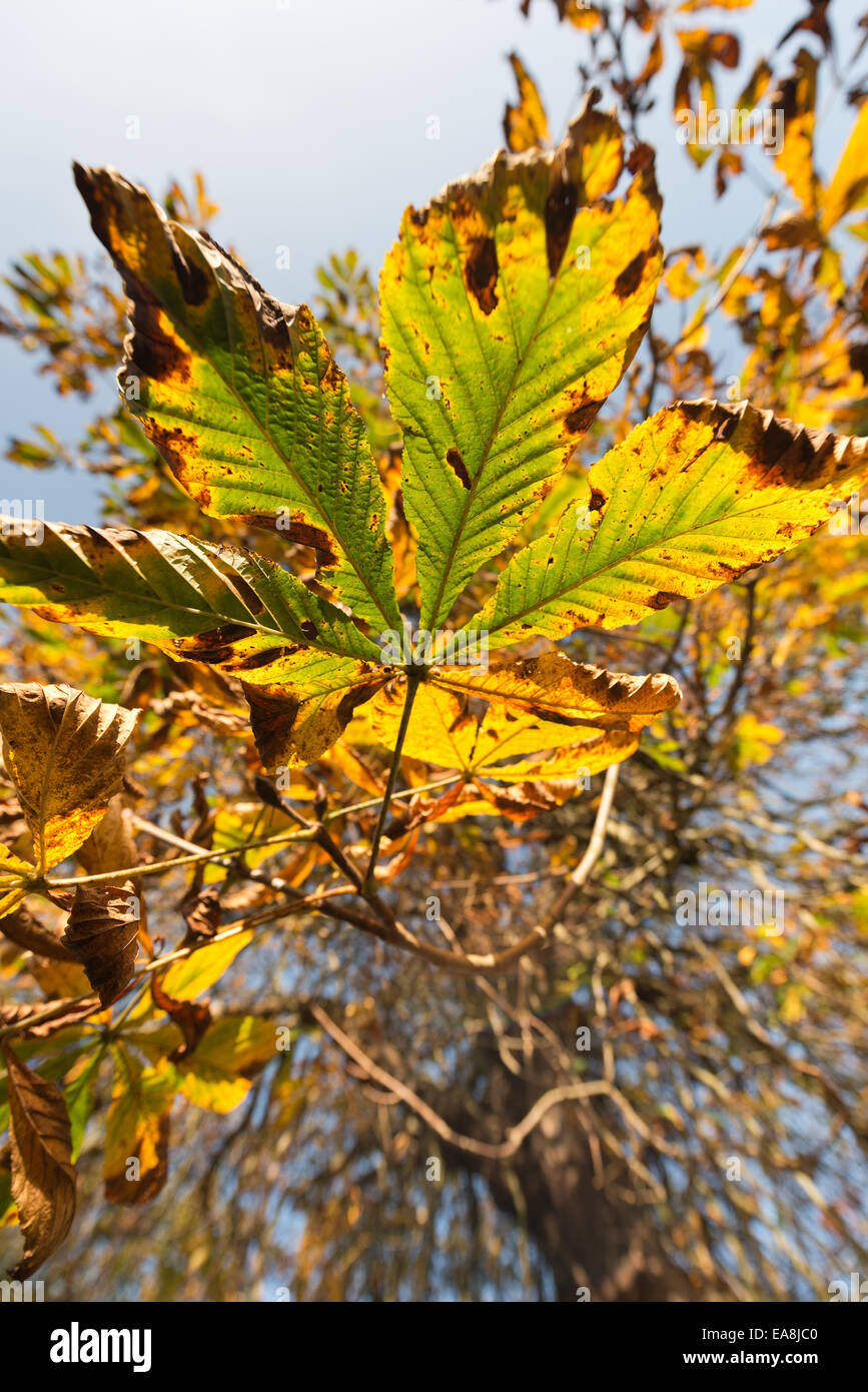 irregular brown blotches variated leaf damage on horse chestnut and autumn autumnal color change of leaves trunk behind Stock Photo