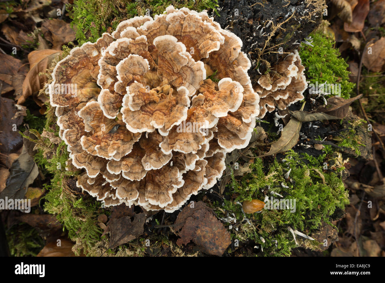 polypore bracket mushroom on top of rotting silver birch tree stump in autumn Stock Photo