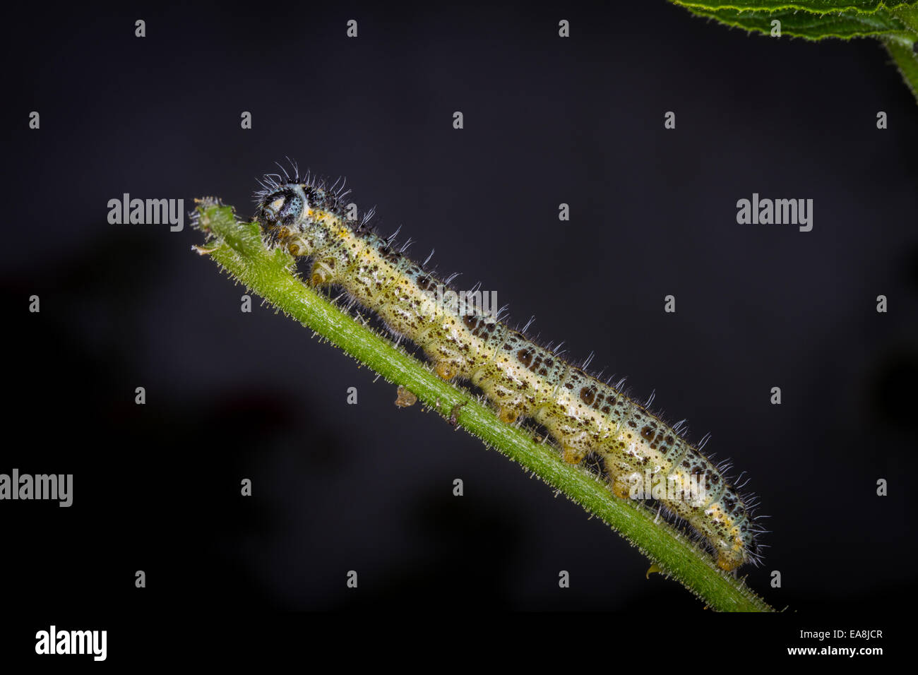 Cabbage white caterpillar on a cleome stem.  Considered a big pest to gardeners. Stock Photo