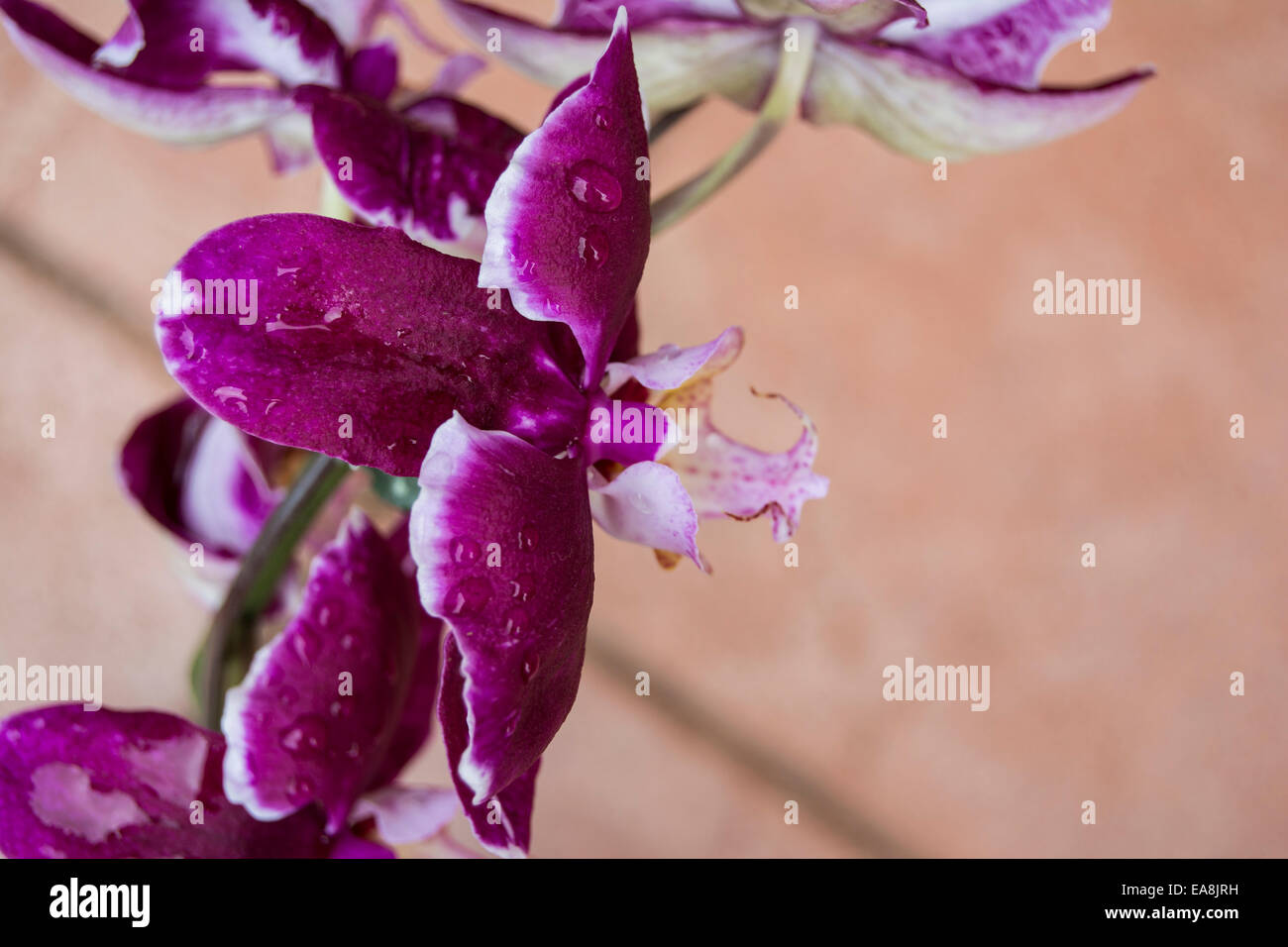 Overhead view of an orchid with rain drops on it Stock Photo