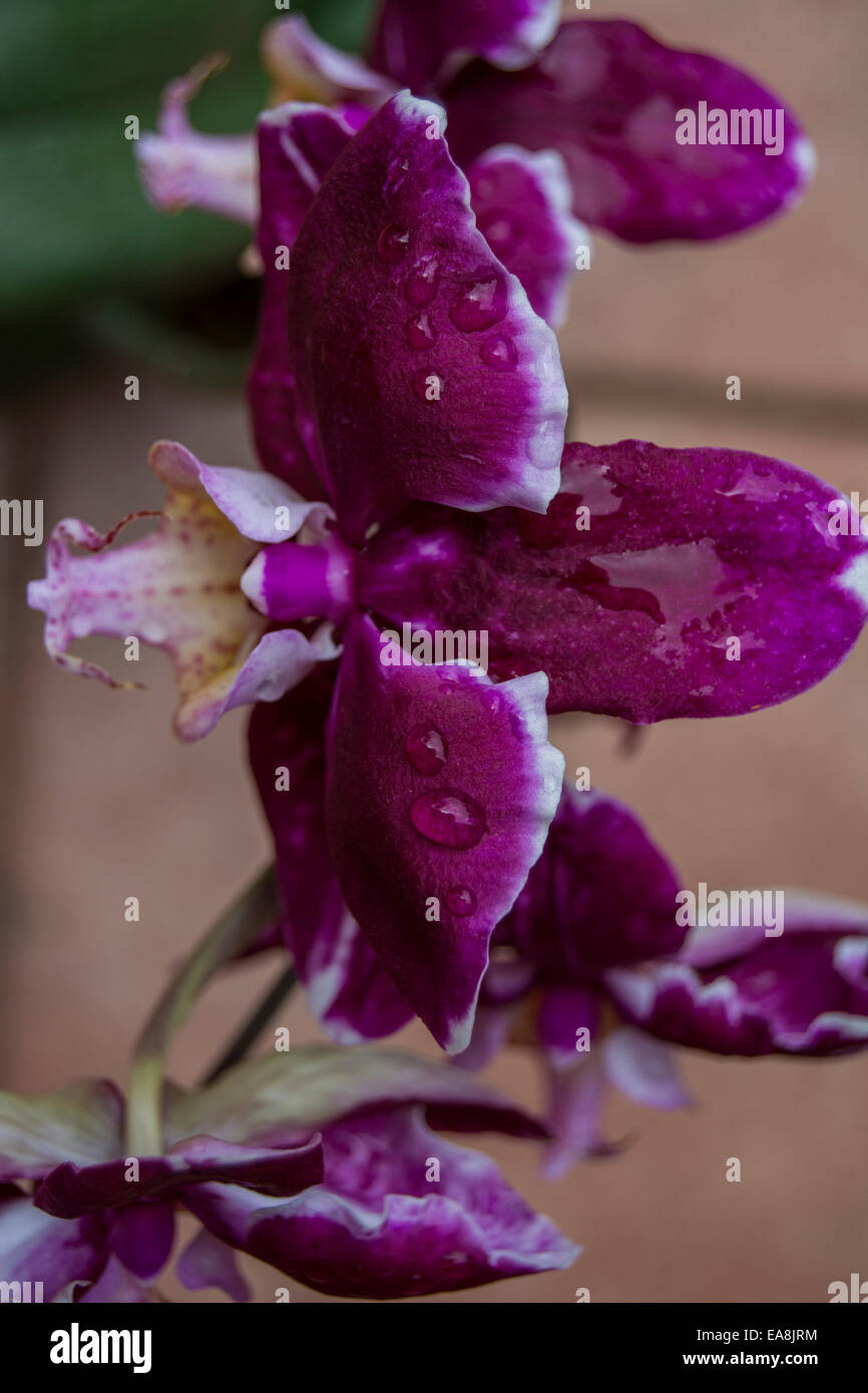 Overhead view of a purple orchid after rain Stock Photo