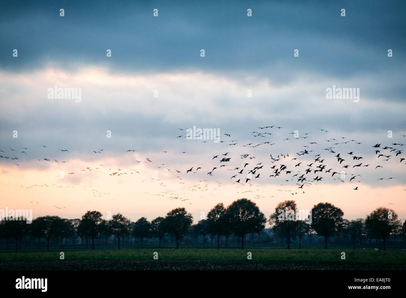 Flying geese gathering at sunset at a meadow at National Park 'de Groote Peel' in the Netherlands Stock Photo