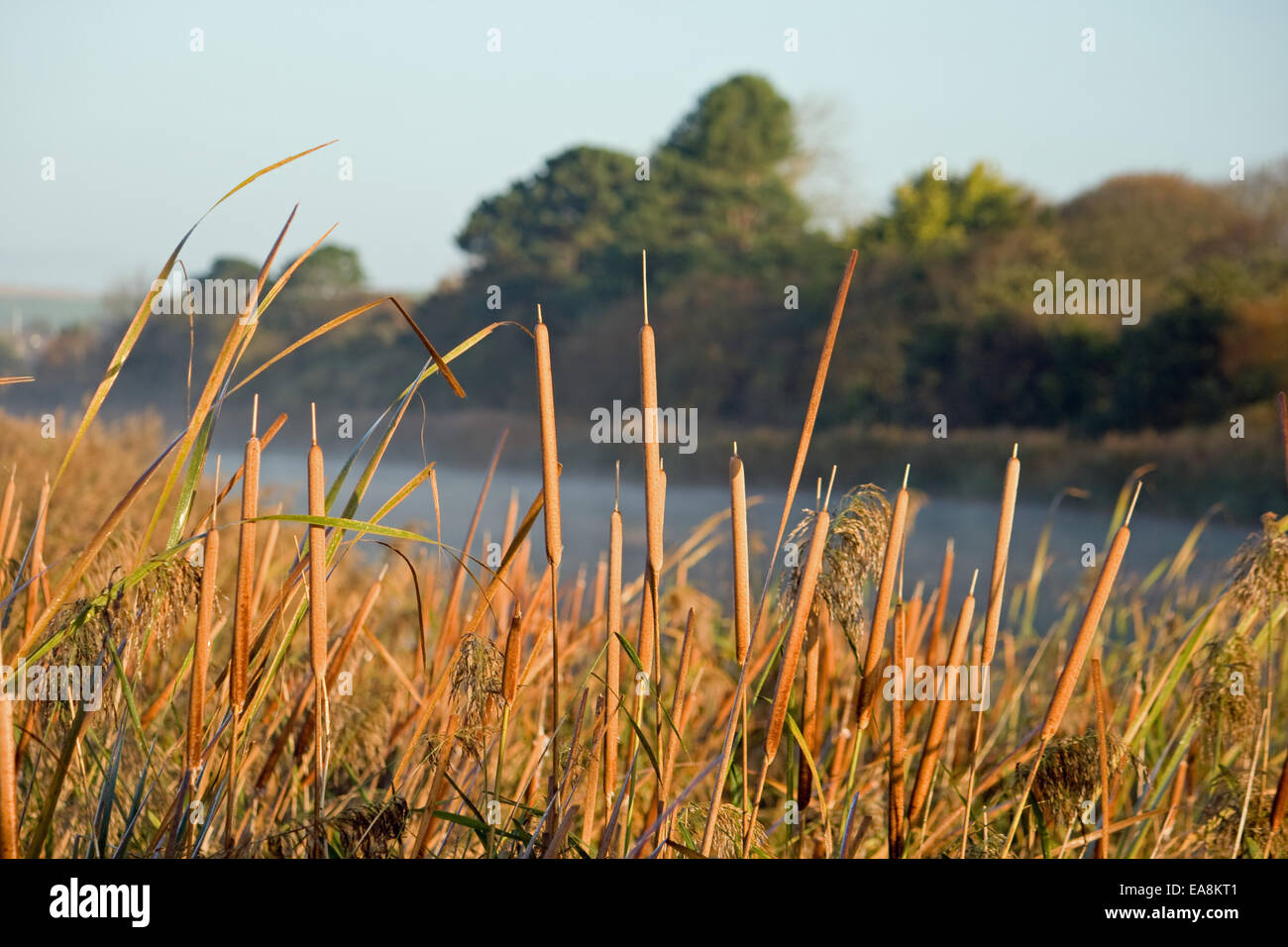 Reed bed at Radipole lake,Weymouth,Dorset Stock Photo Alamy