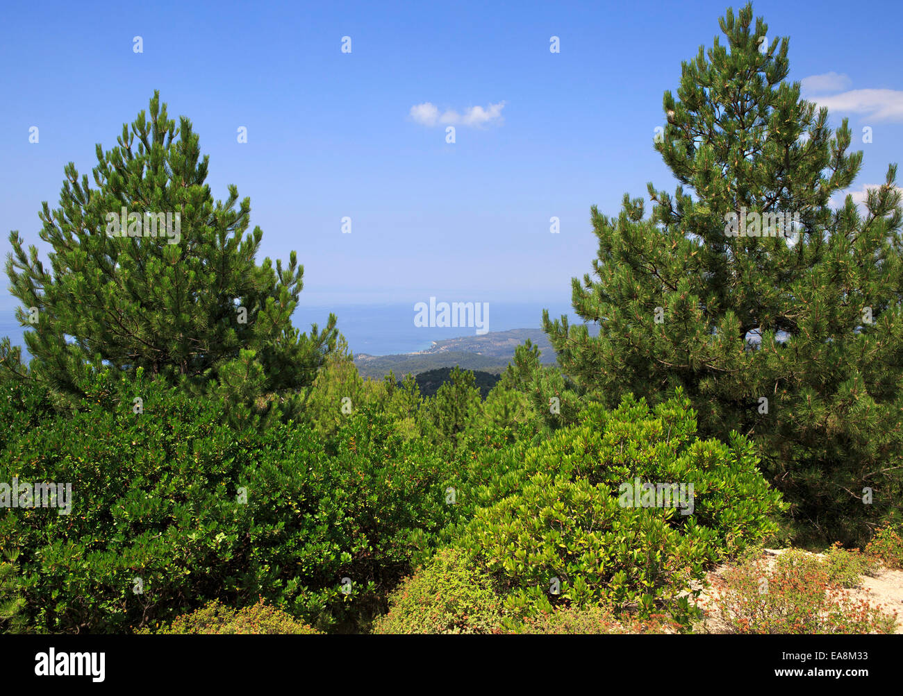 Scenic pine trees in mountains Stock Photo - Alamy