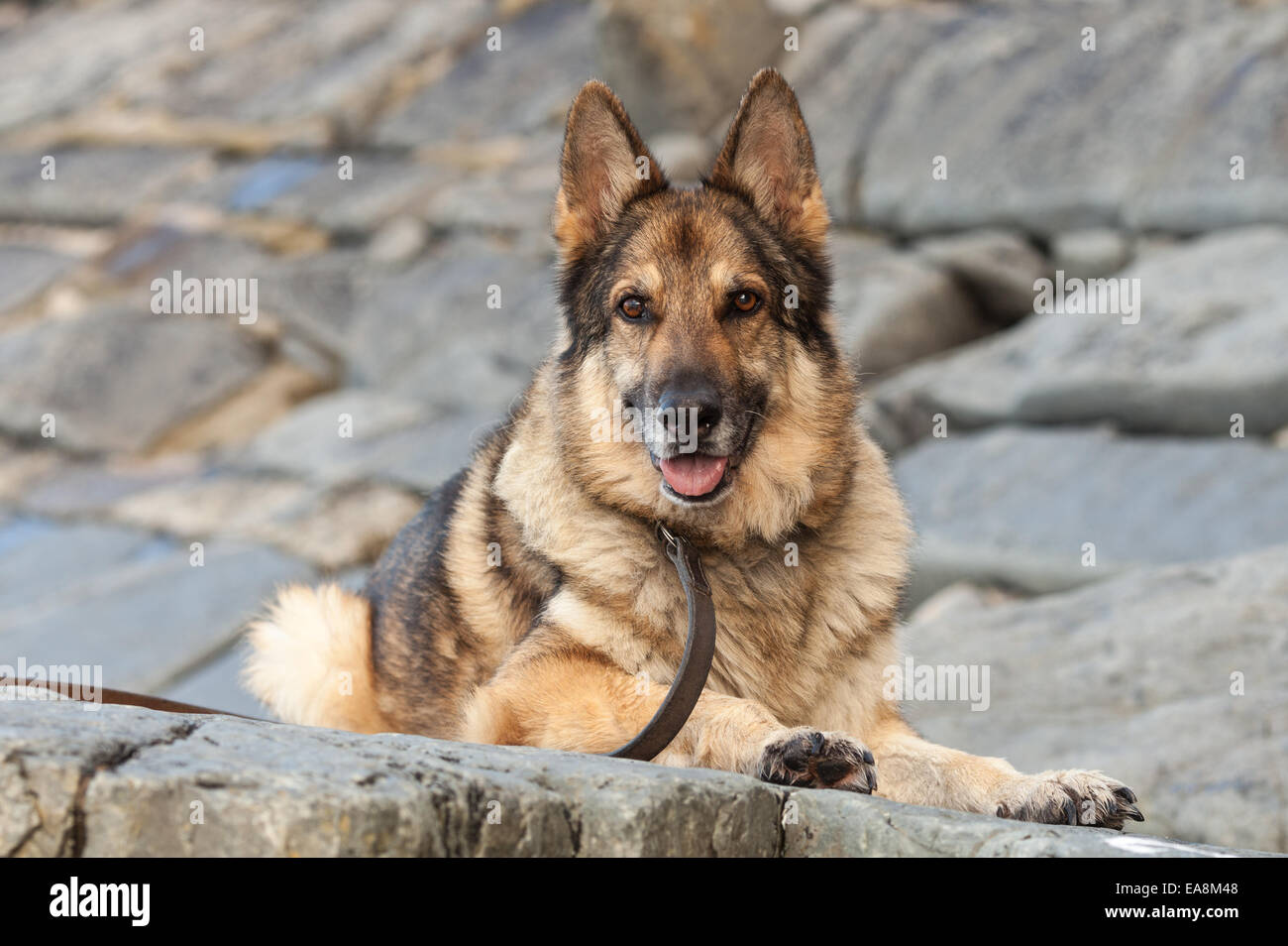 german shepherd leads