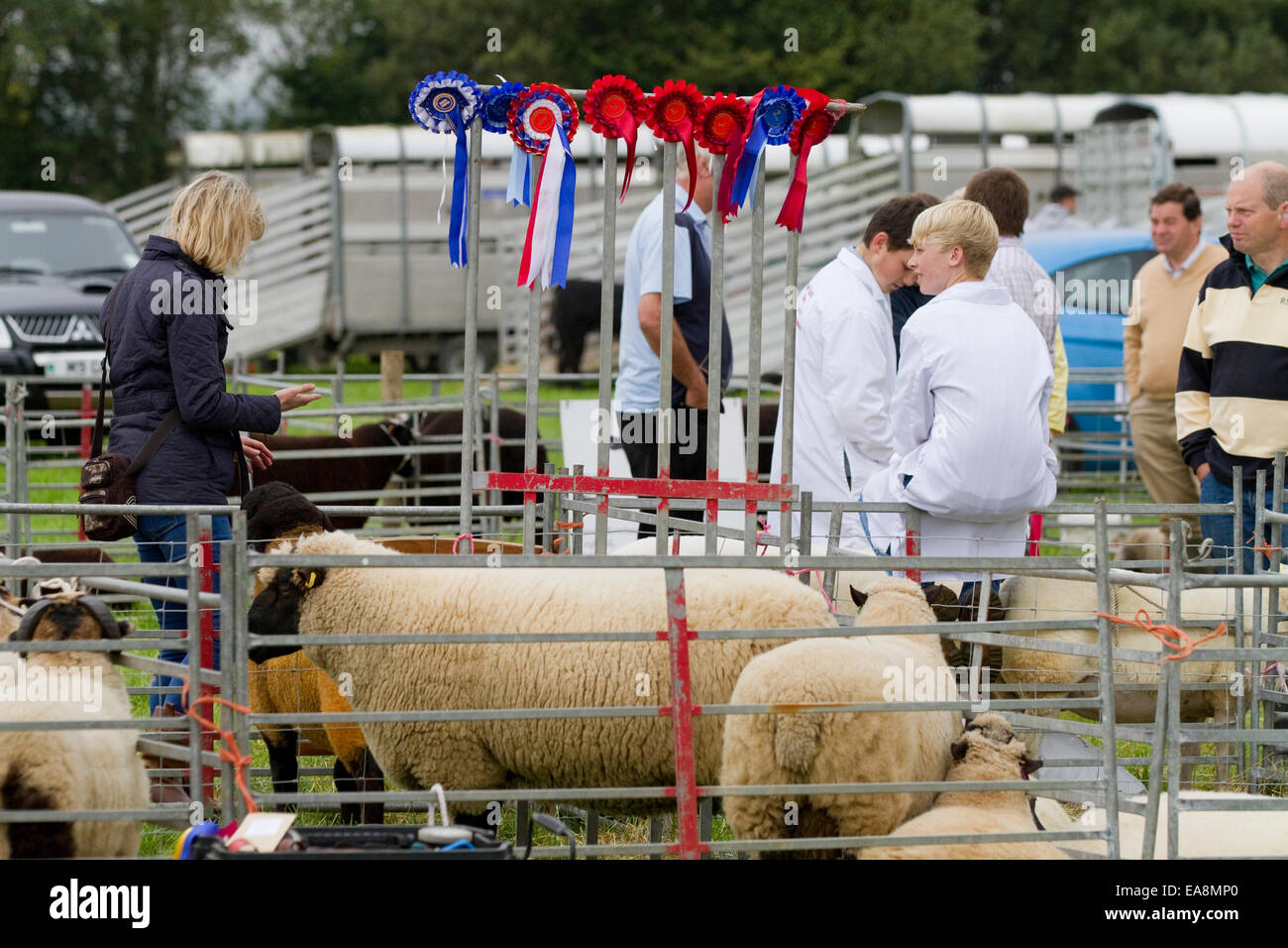 Winning sheep with many rosettes at Llandysul Show, taken in September 2014.  Carmarthenshire, Wales Stock Photo
