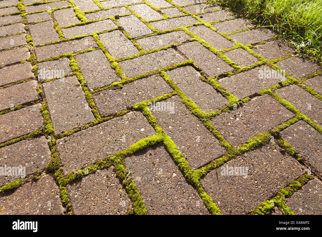 in need of maintenance cleaning moss builds up between cracks soon to become a problem for old and elderly slipping Stock Photo