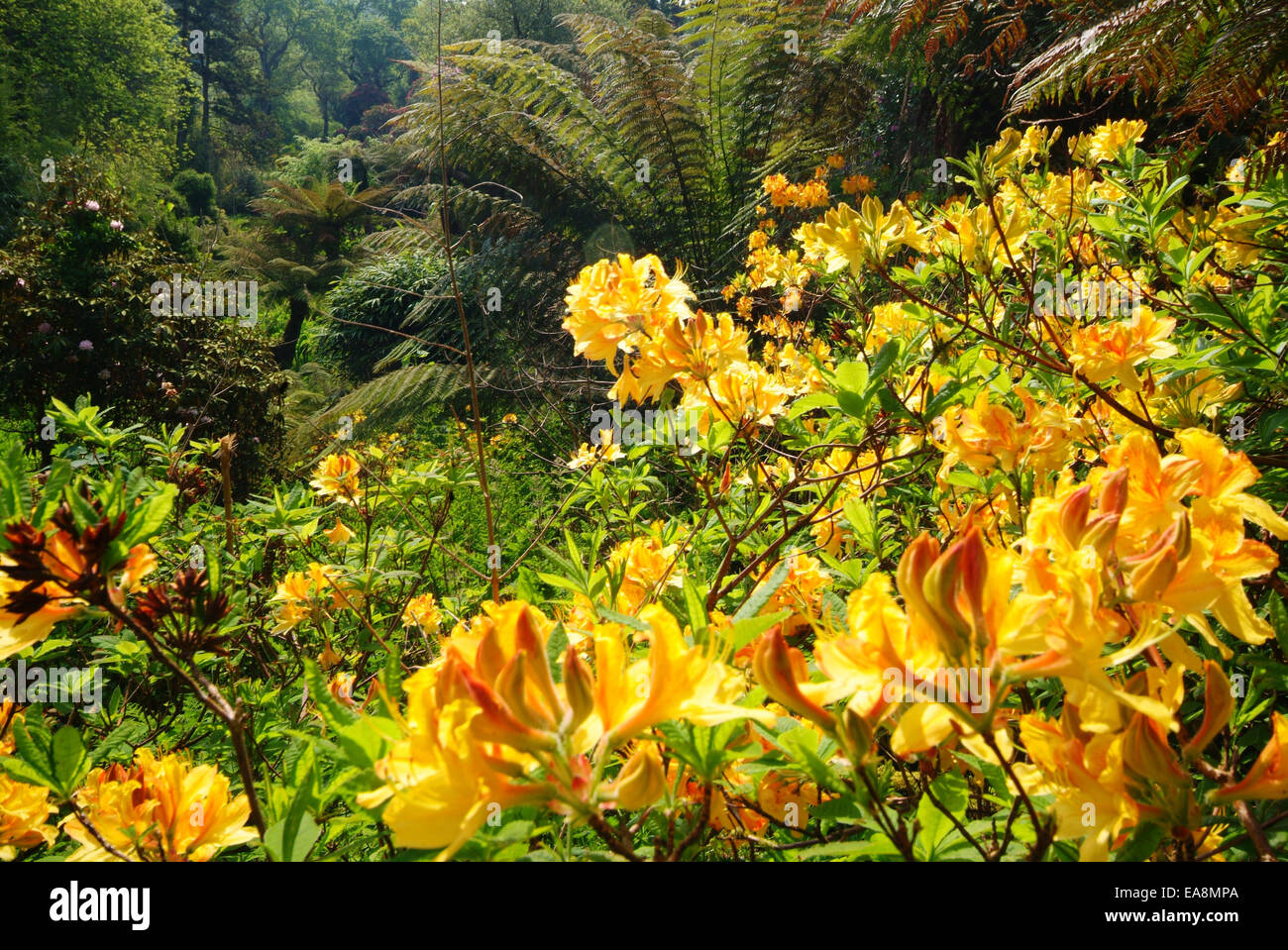 Jungle Garden at the Lost Gardens of Heligan near Mevagissey Restormel Mid Cornwall South West England UK Stock Photo