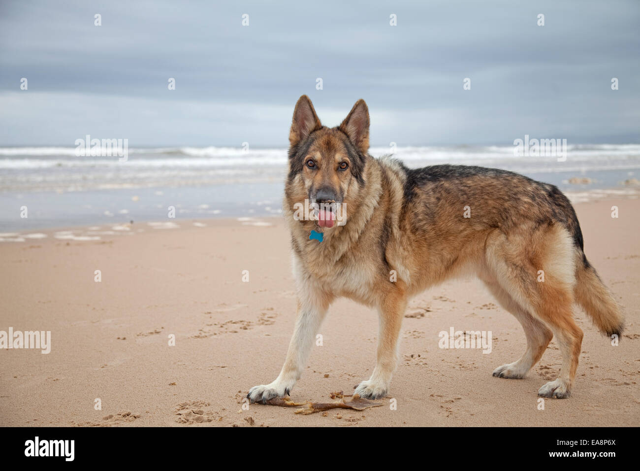 German Shepherd Dog on a sandy beach wearing a collar and id tag looking straight at the camera with his tongue out and sand on Stock Photo