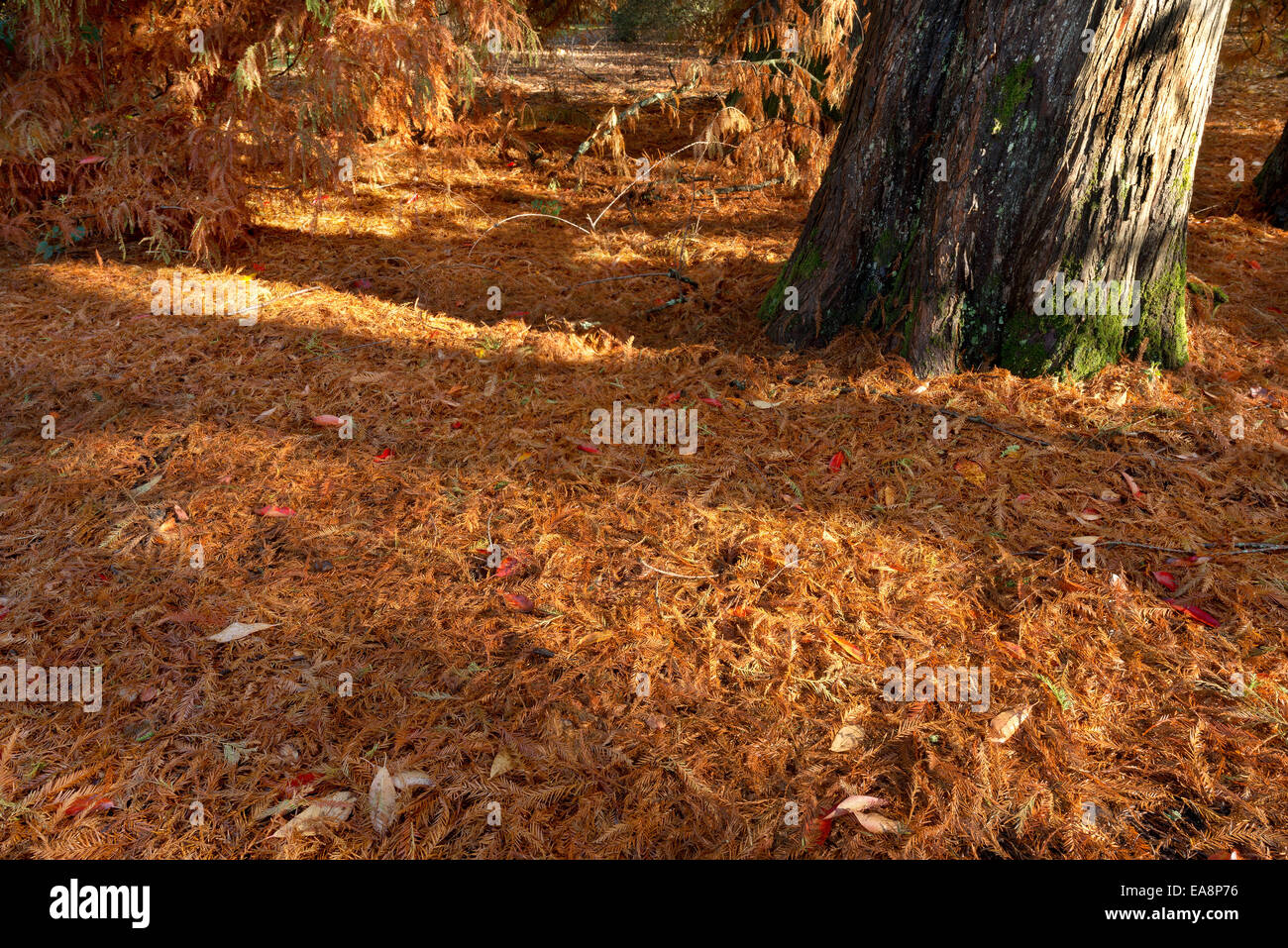 Autumn leaf fall of  deciduous conifer at  sunrise long shadow and contrast light dark Stock Photo