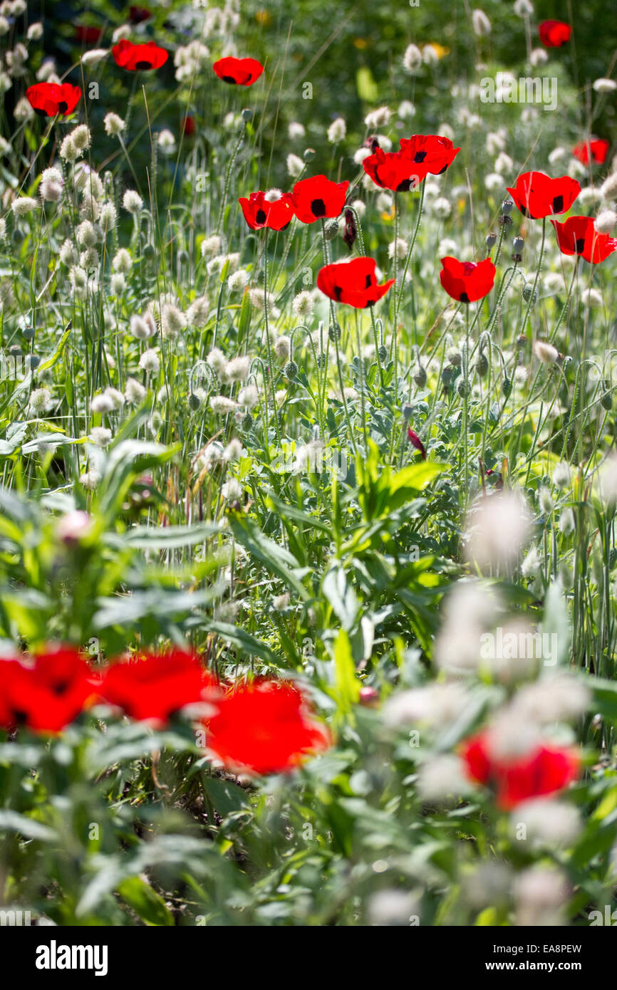 Poppies And Grasses High Resolution Stock Photography and Images - Alamy