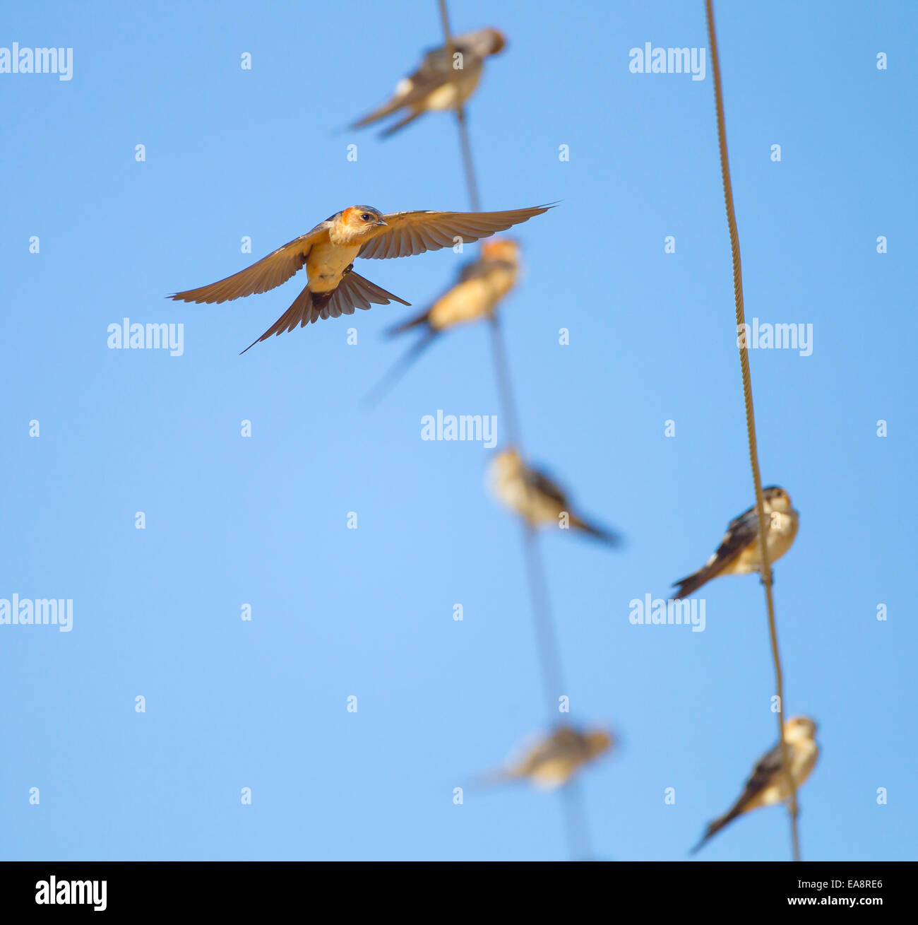 Red  rumped Swallows Hirundo daurica  flocking together before migrating to Africa Adrasan Southern Turkey September Stock Photo