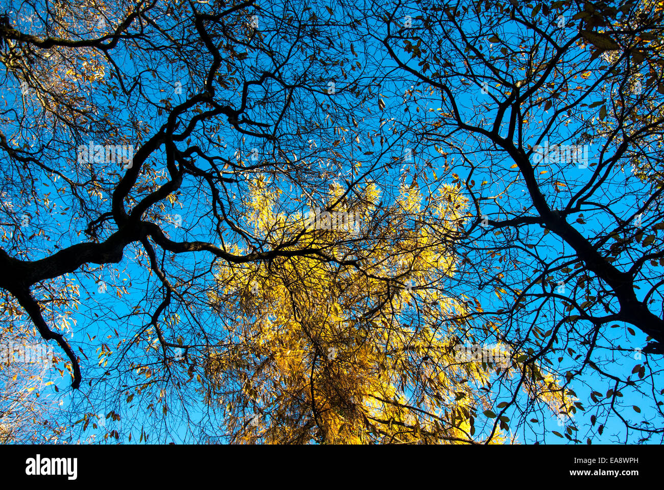 Bright yellow Larch tree in autumn contrasting against deep blue sky. Sweet Chestnut branches silhouetted against sky. Stock Photo