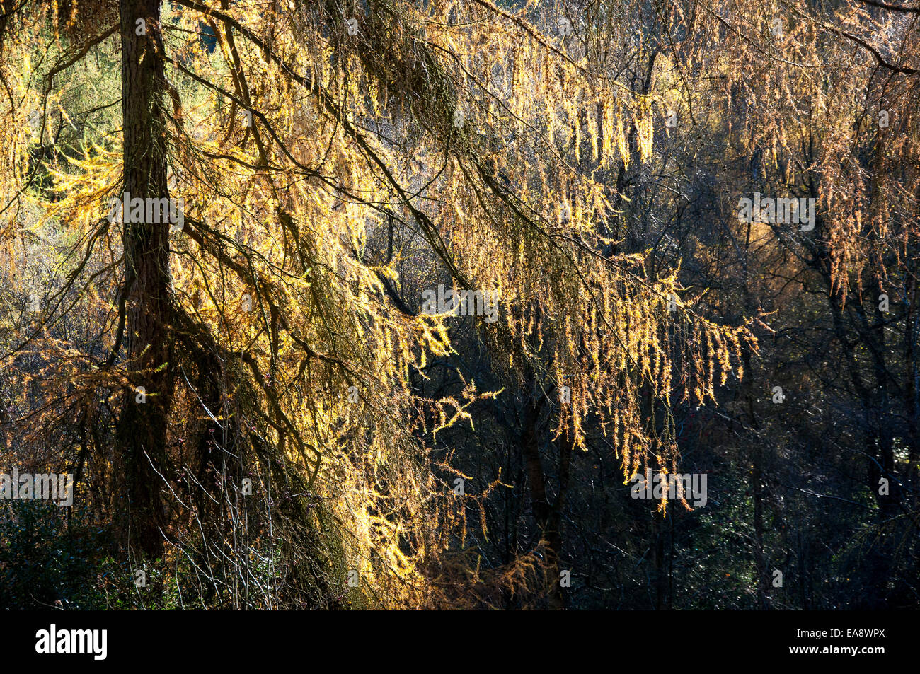 Larch tree branches with yellow autumn colour in sunlight contrasting with a dark, shadow background. Stock Photo