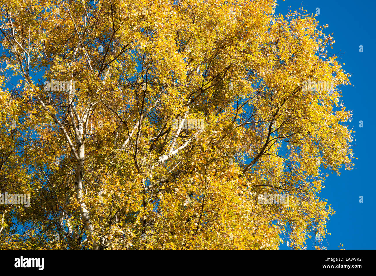 Vivid colour contrast of yellow Birch leaves against a deep blue sky in ...