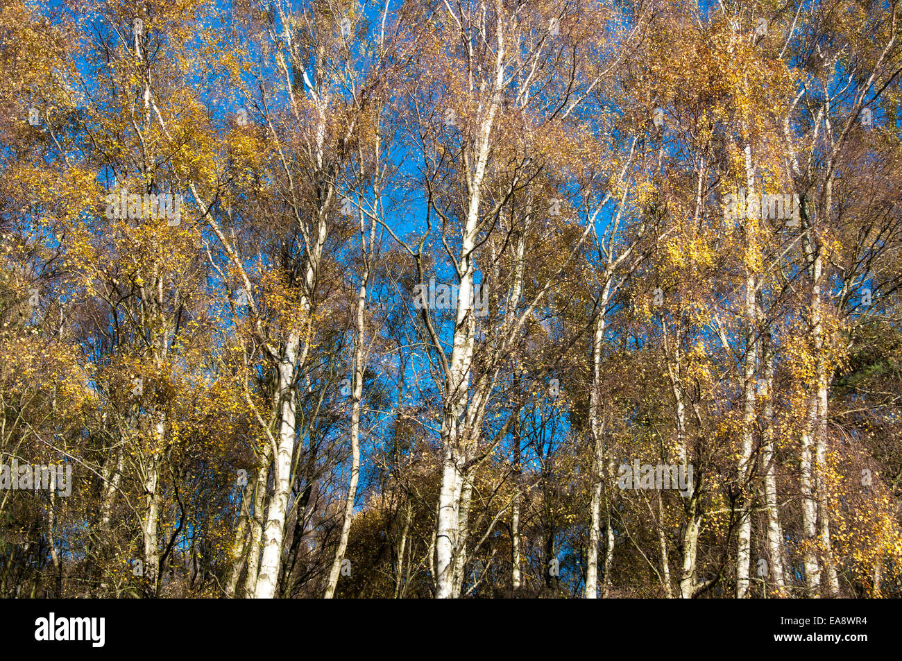 Birch woodland in autumn. Yellow leaves contrasting against blue sky. Stock Photo