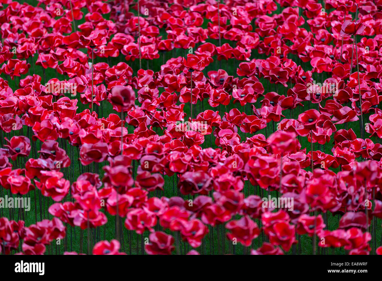 Blood Swept Lands and Seas of Red, art installation in the Tower of London moat. Commemorating the centenary of the start of WWI Stock Photo