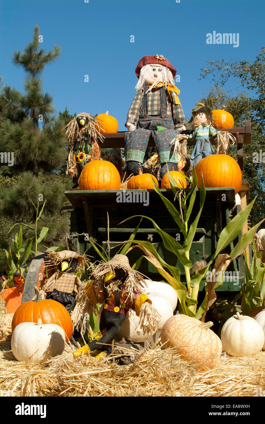 Halloween pumpkin orange dressed straw doll corn pumpkins garden on a ...