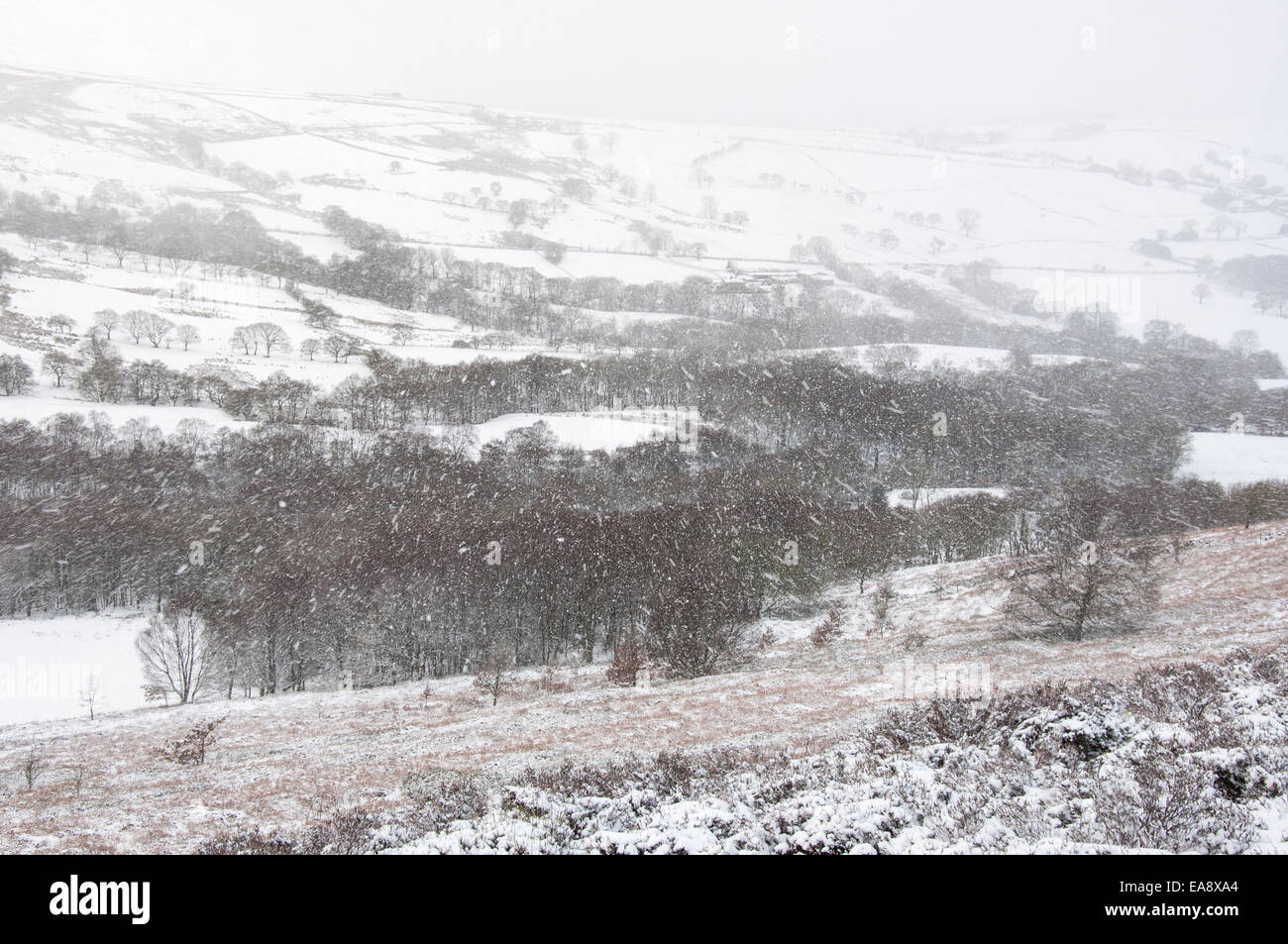 Blizzard conditions on Coombes edge in Charlesworth, Derbyshire. Snow blowing over a landscape of trees and fields. Stock Photo