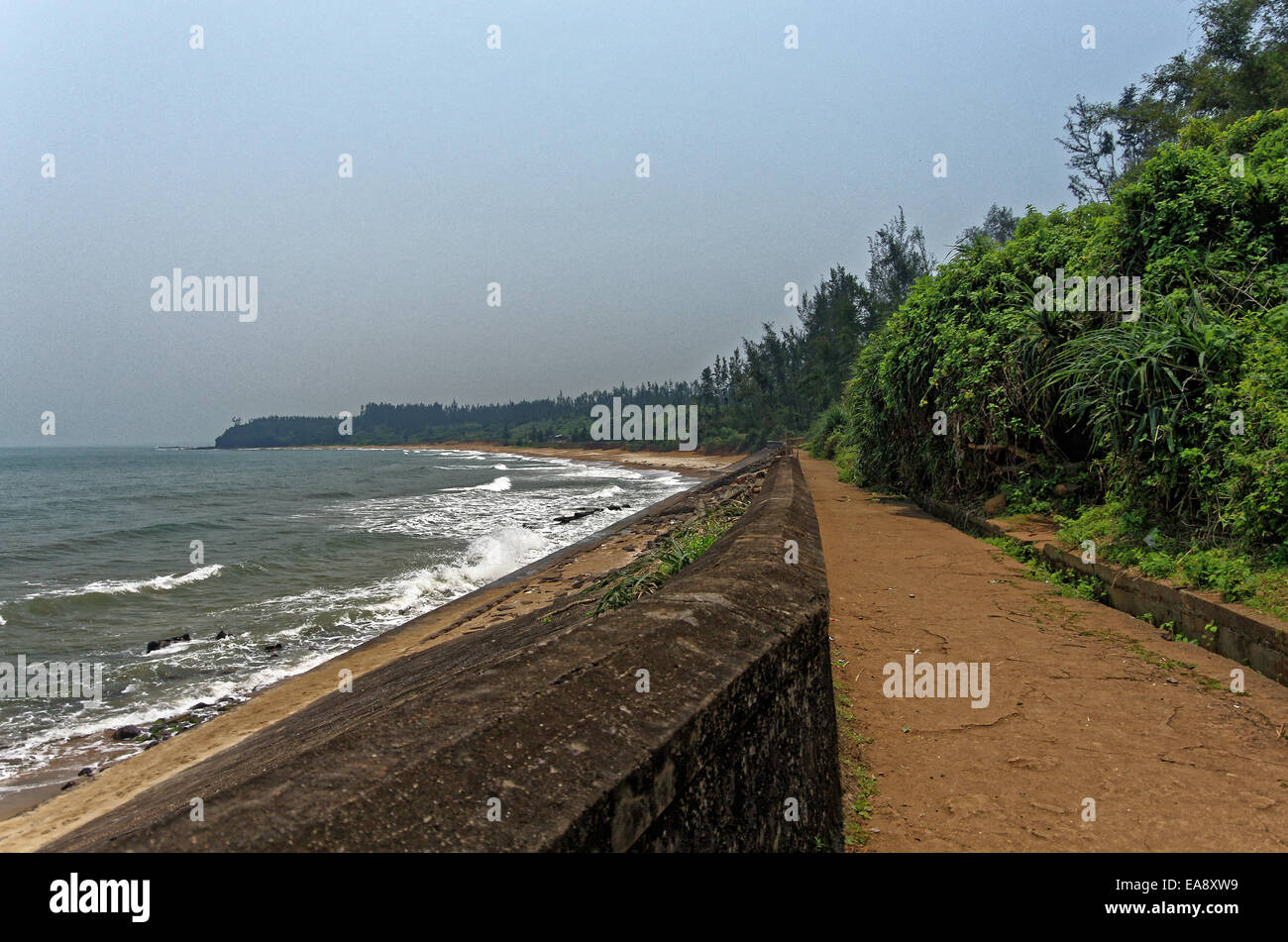 Shoreline with forest Stock Photo
