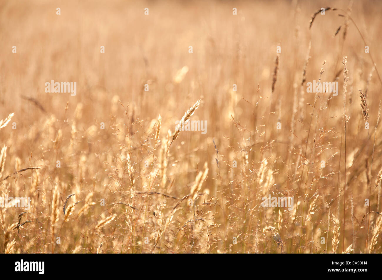 English summer meadow with warm evening sunlight. A golden glow on the heads of the grass. Stock Photo