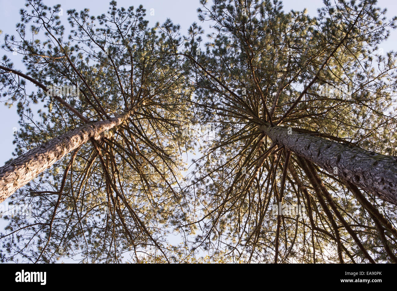 Looking up to the canopy of Pinus Nigra Laricio. Corsican pine tree bark Stock Photo