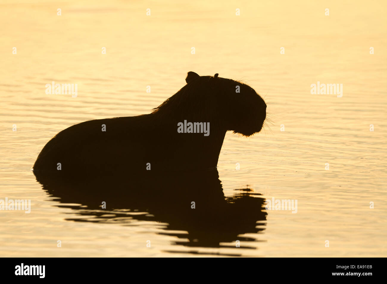 Backlit silhouetted male capybara (Hydrochoerus hydrochaeris) portrait, Los Ilanos del Orinoco, Venezuela. Stock Photo