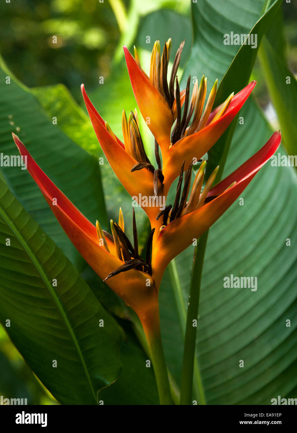 Heliconia Hirsuta, tropical flower, single bloom closeup Stock Photo