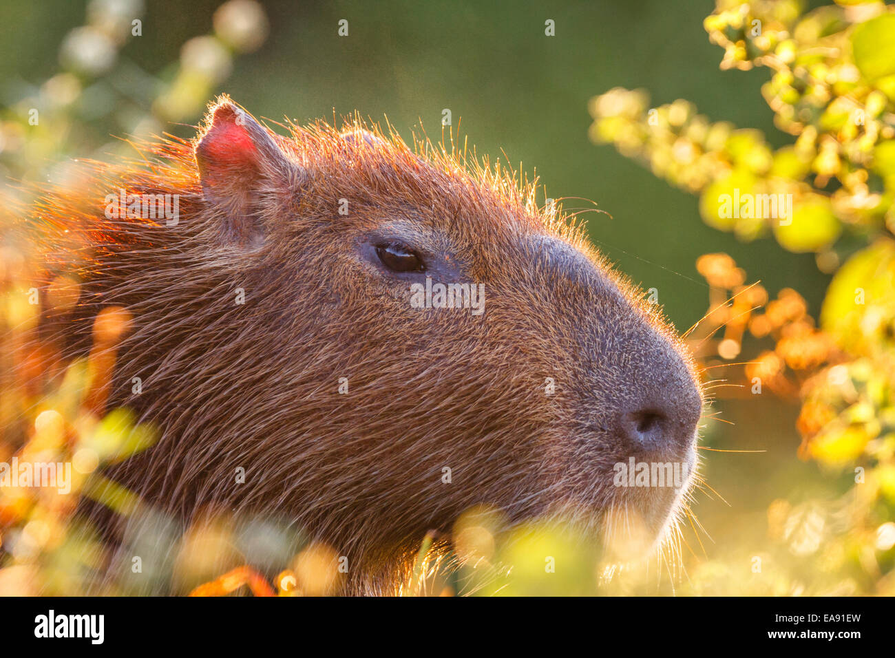 Backlit male capybara (Hydrochoerus hydrochaeris) portrait, Los Ilanos del Orinoco, Venezuela. Stock Photo