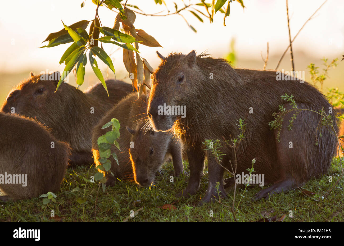 Backlit capybara family (Hydrochoerus hydrochaeris) feeding early in the morning, Los Ilanos del Orinoco, Venezuela. Stock Photo