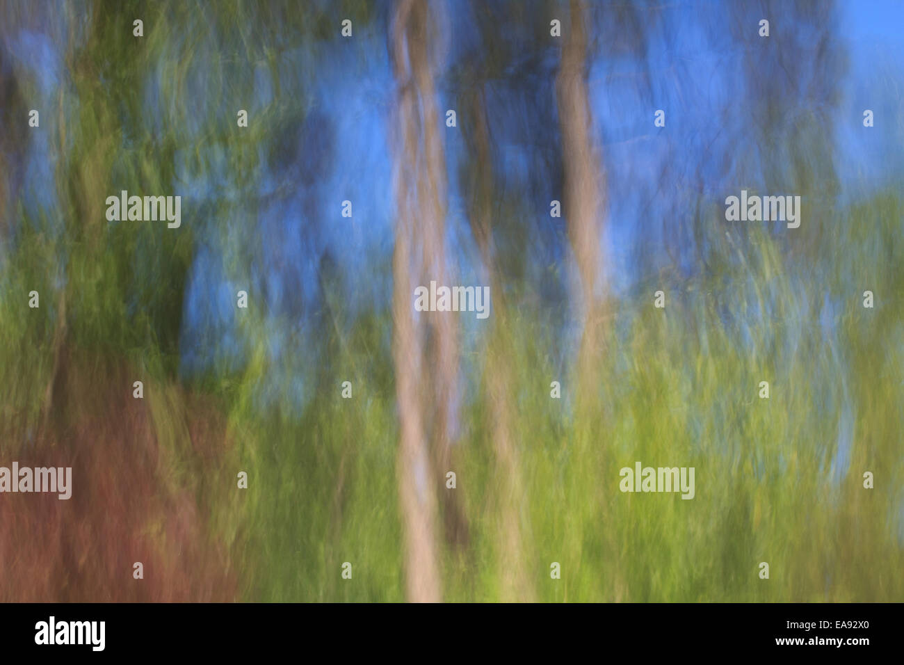 Reflection of Trees in Water Abstract Stock Photo
