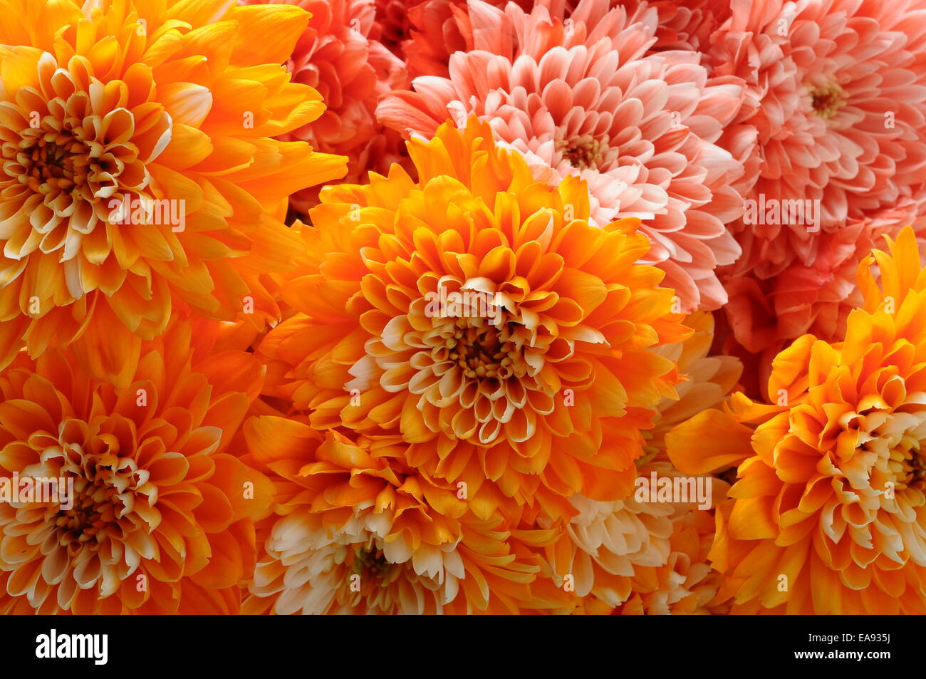 Orange aster hi-res stock photography and images - Alamy