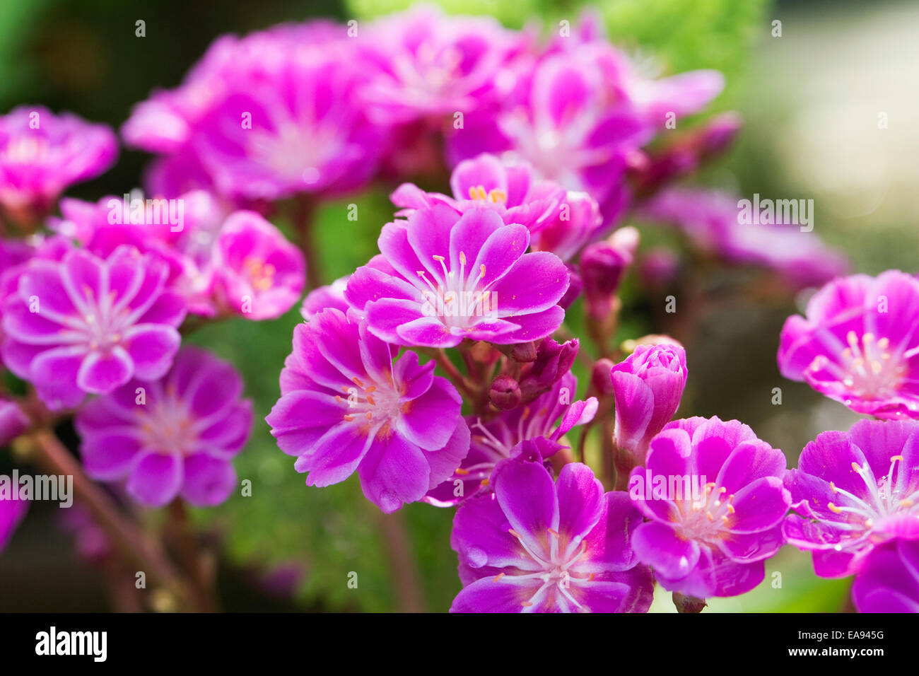 Lewisia cotyledon 'Regenbogen' flowers. Stock Photo