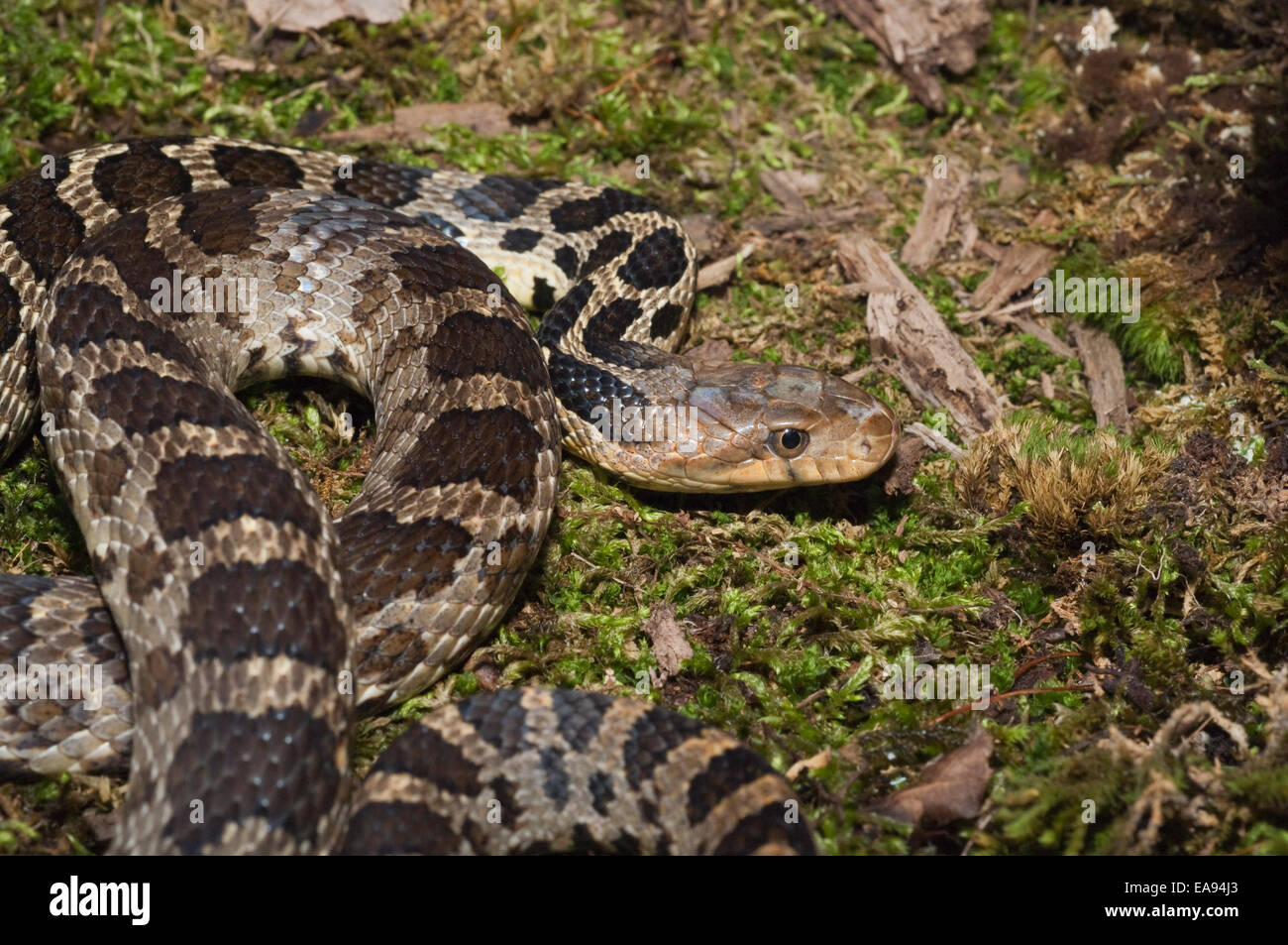 Western fox snake, Elaphe vulpina vulpina/Pantherophis vulpinus ...