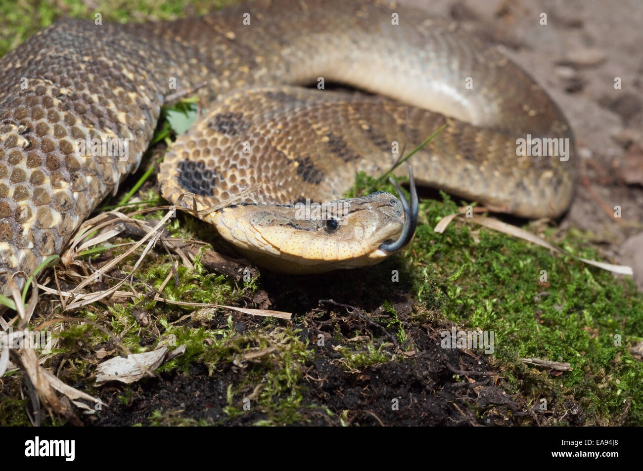 Eastern Hognose Snake, Heterodon Platyrhinos (platirhinos) Native To 