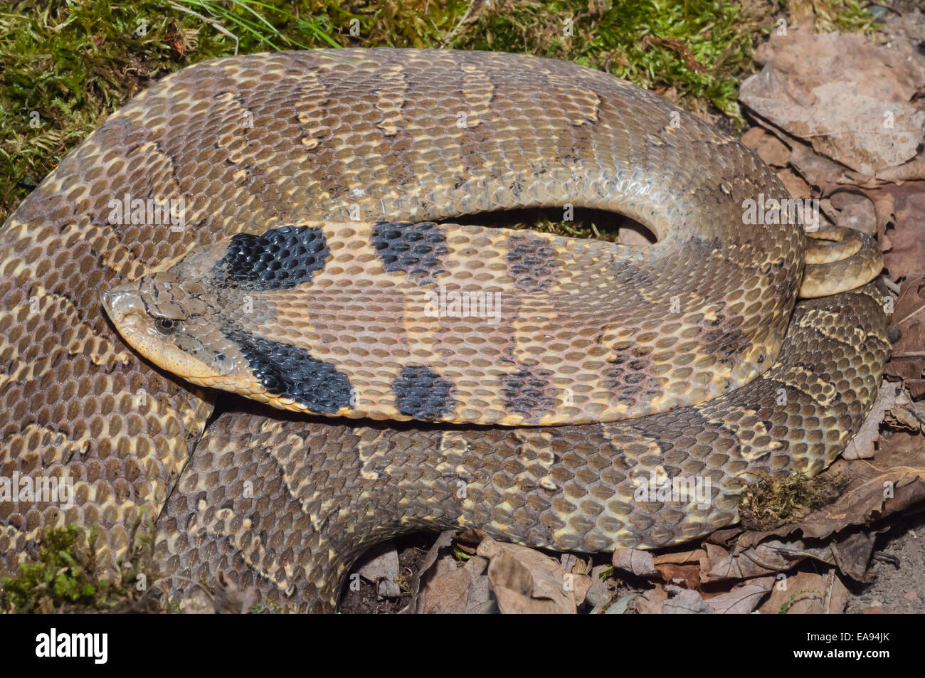 Eastern Hognose Snake - North Carolina