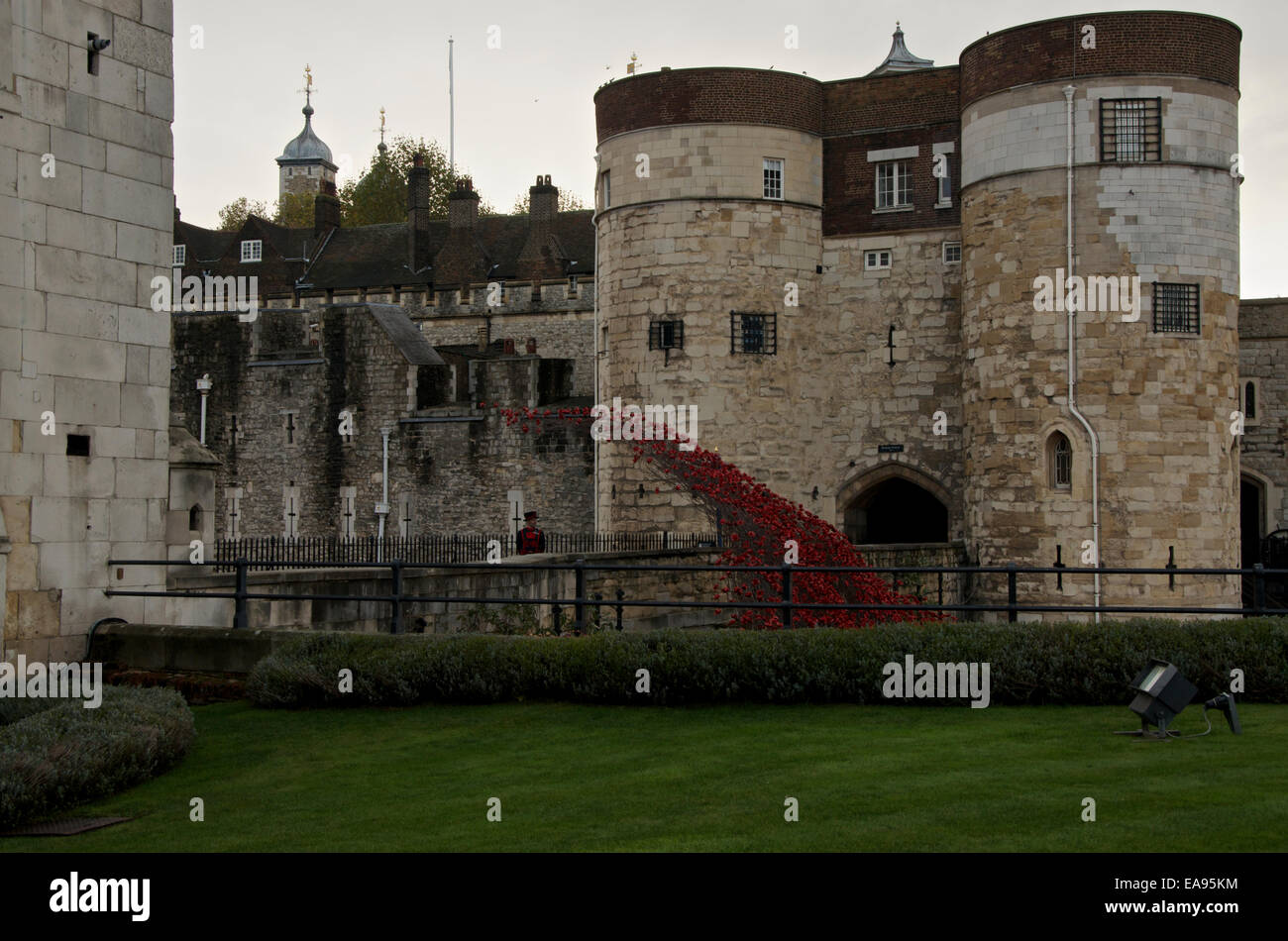 Remembrance Sunday 9th November 2014 at the Tower of London. A Yeoman Guard known as a Beefeater looks out at the wave part of an art instillation entitled Blood Swept Lands and Seas of Red which commemorates the centenary of the start of WW1 in 1914 has attracted millions of visitors. Stock Photo