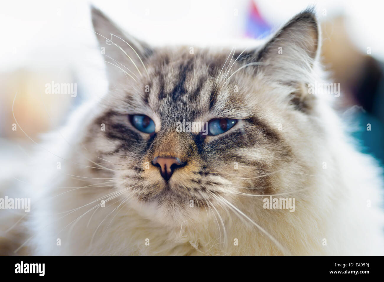 Animals: close-up portrait of blue-eyed Ragamuffin cat, blurred background Stock Photo