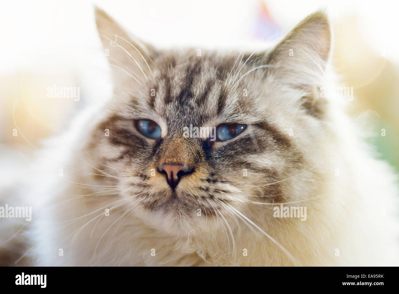 Animals: close-up portrait of blue-eyed Ragamuffin cat, blurred background, sunlight effect added Stock Photo