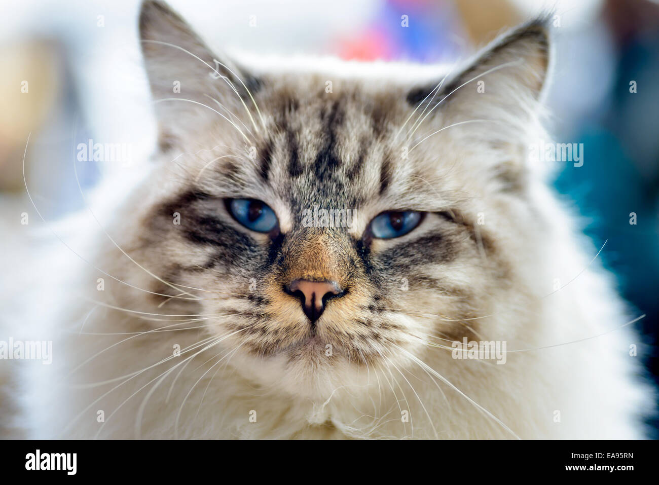 Animals: close-up portrait of blue-eyed Ragamuffin cat, looking at camera, blurred background Stock Photo