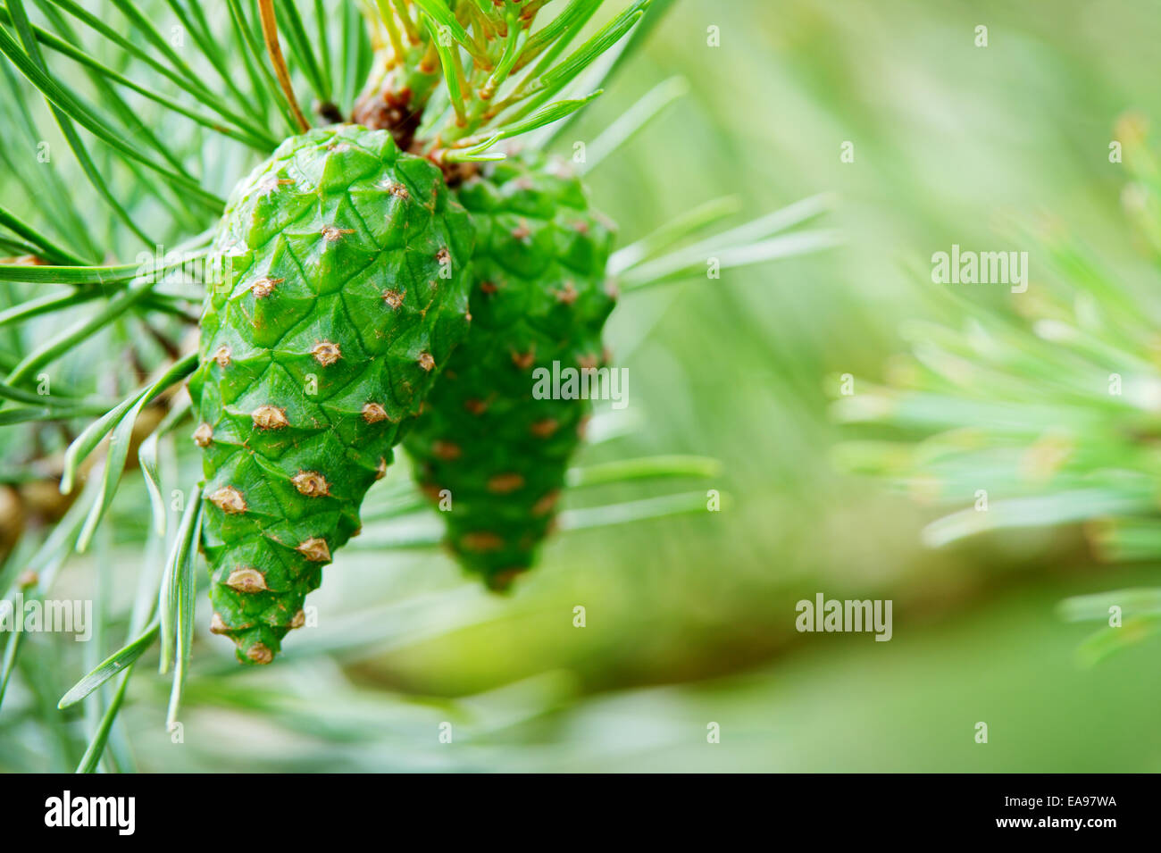Green scots or scotch pine Pinus sylvestris cones on tree growing in evergreen coniferous forest. Pomerania, Poland. Stock Photo