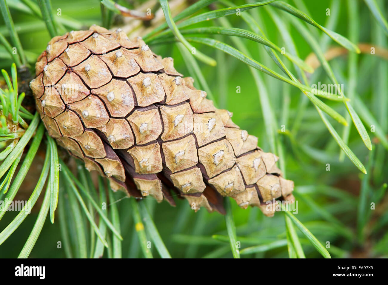 Scots or scotch pine Pinus sylvestris cone on tree growing in evergreen coniferous forest. Pomerania, Poland. Stock Photo