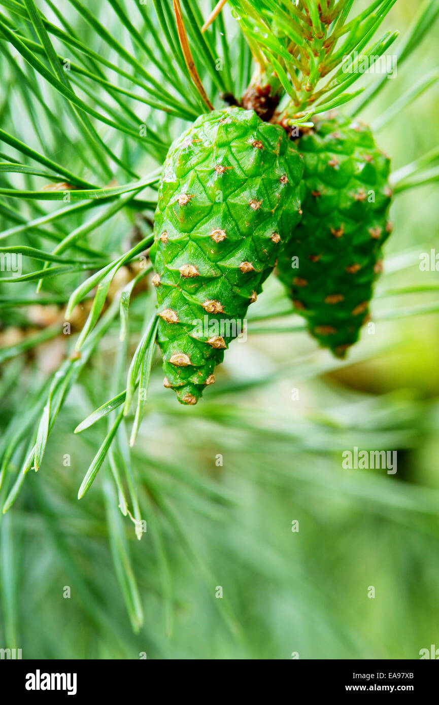 Green scots or scotch pine Pinus sylvestris cones on tree growing in evergreen coniferous forest. Pomerania, Poland. Stock Photo