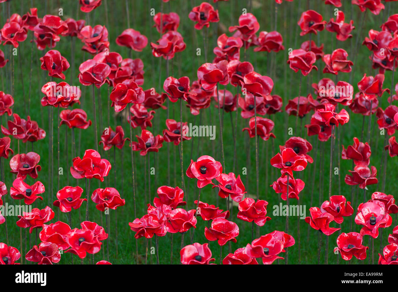 Poppies at Tower of London Poppies display Stock Photo Alamy