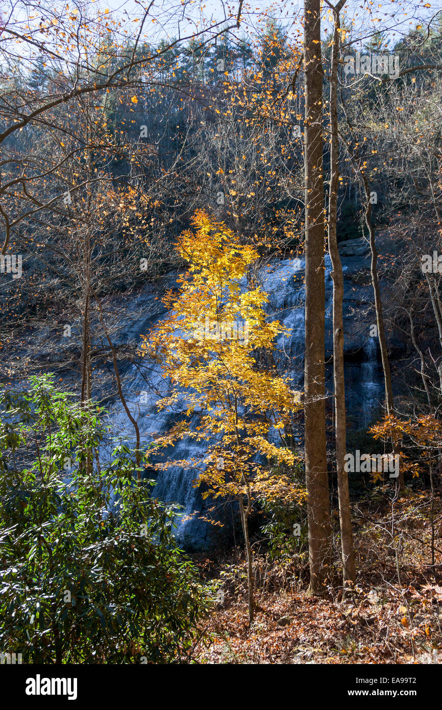 Tree with yellow leaves by Rainbow Falls in Nantahala National Forest near Gorges State Park near Cashiers, North Carolina, USA Stock Photo
