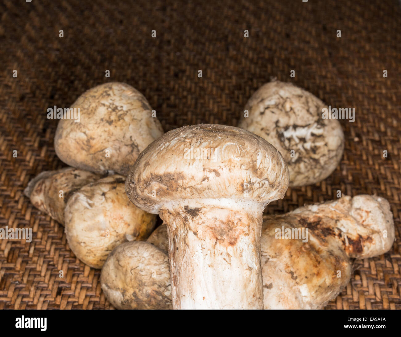 Matsutake mushrooms hires stock photography and images Alamy